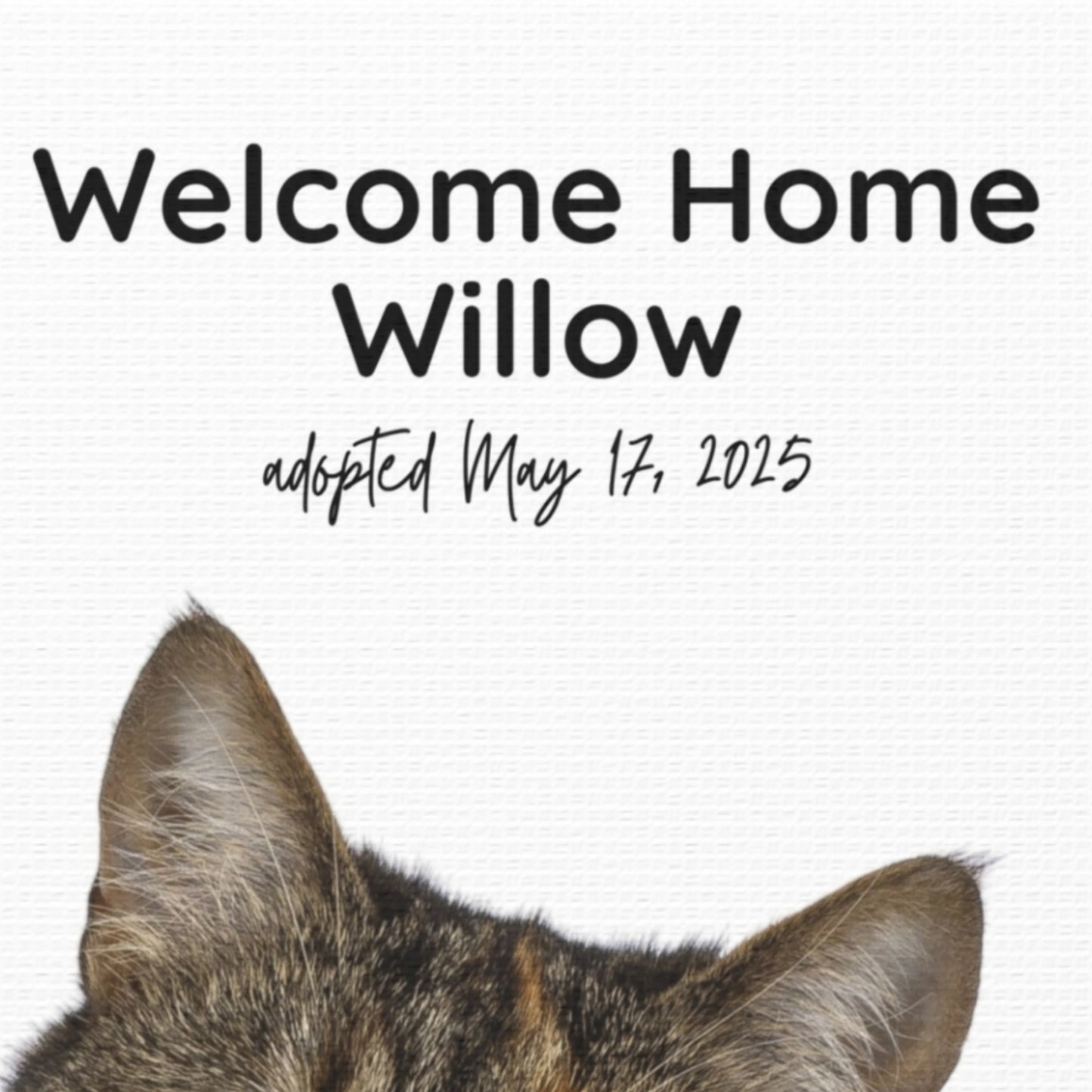 Close-up of personalized cat adoption canvas showing the text “Welcome Home Willow – adopted May 17, 2025” on a white matte background with the cat’s ears peeking into the frame.